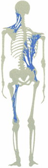 fascia-skeleton-web
